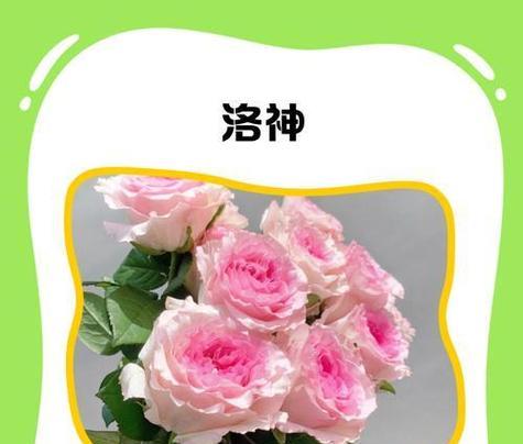指节花语特效有何含义？