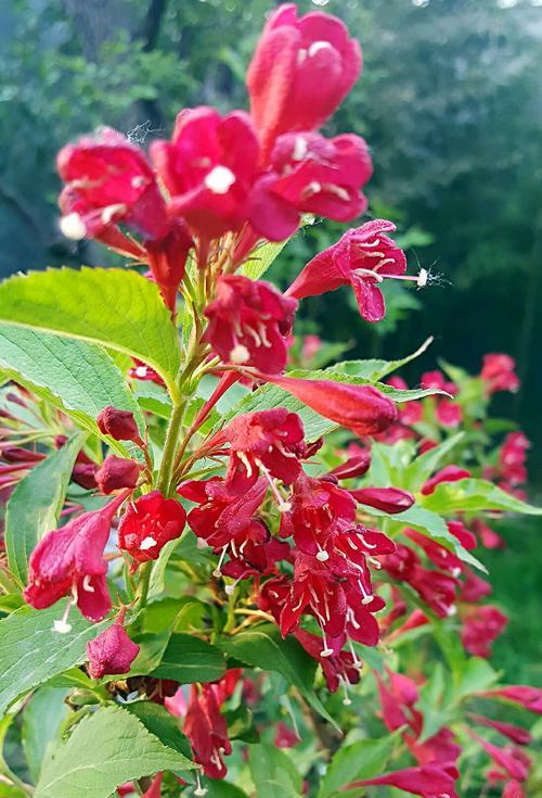 指节花语特效有何含义？