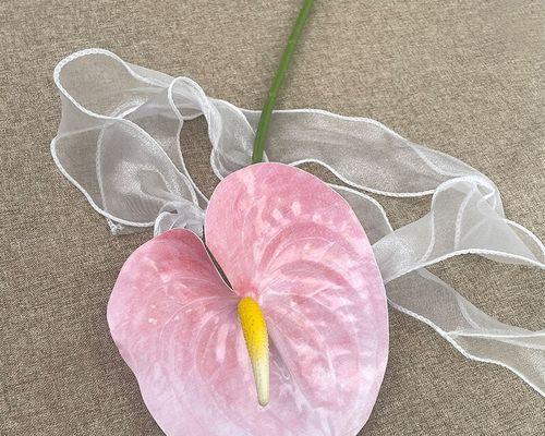 粉色红掌花的寓意是什么？
