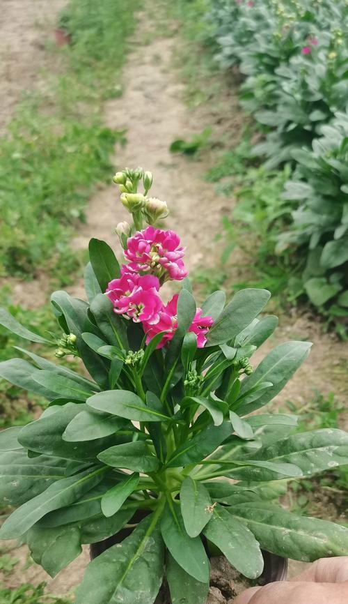 哪些花寓意着美好的爱情？它们的意义是什么？