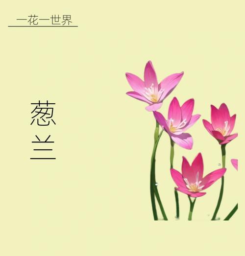 哪种花象征家人的幸福？它的花语是什么？