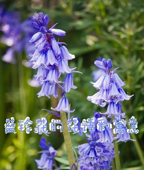 哪种花象征家人的幸福？它的花语是什么？