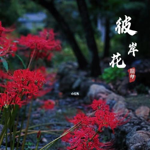 黑色红色爆花珠代表什么？它的寓意有哪些？