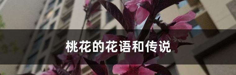 花语的起源有哪些传说？
