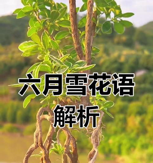 花语的起源有哪些传说？