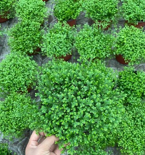 情人草为何象征爱情？