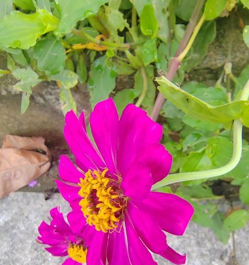 什么花寓意高升？高升花的含义是什么？