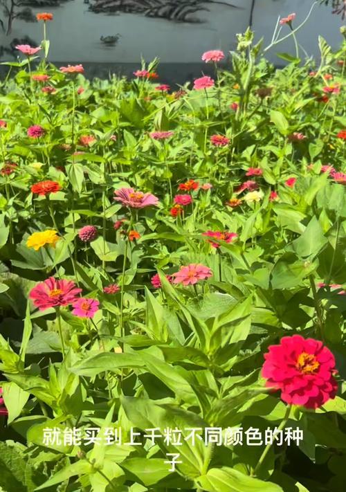 什么花寓意高升？高升花的含义是什么？