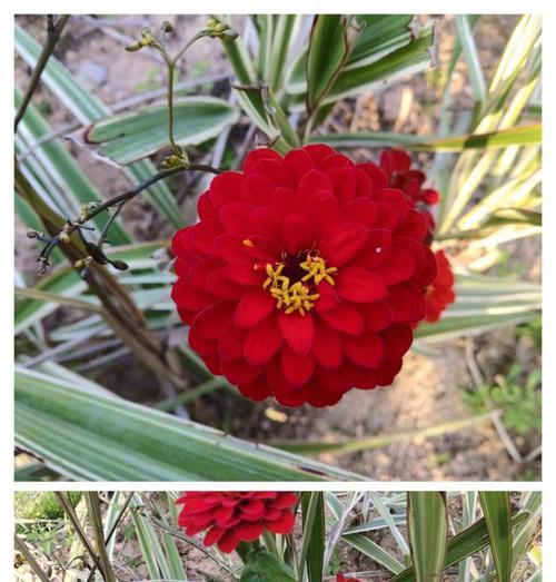 步步高升花语是什么？