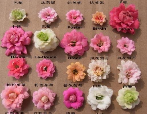 哪些花象征长寿？长寿花品种有哪些？