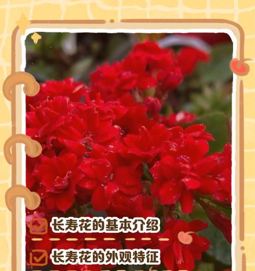 哪些花象征长寿？长寿花品种有哪些？