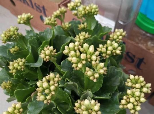 哪些花象征长寿？长寿花品种有哪些？