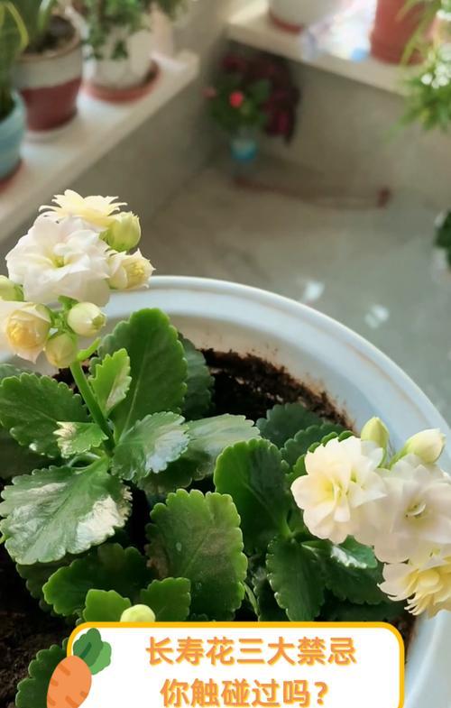 长寿花的寓意和禁忌有哪些？如何正确使用？
