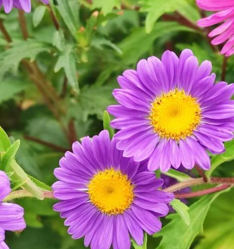 哪些紫色花寓意好？它们的花语是什么？