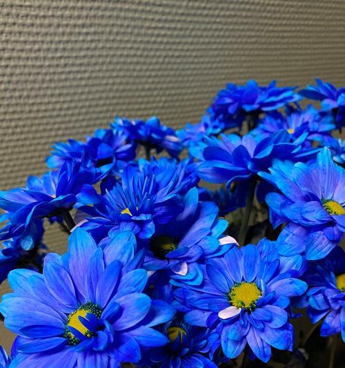 蓝色花中哪个寓意最深？蓝色花的寓意是什么？