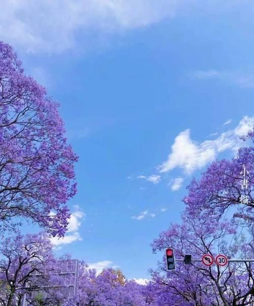 蓝色花中哪个寓意最深？蓝色花的寓意是什么？