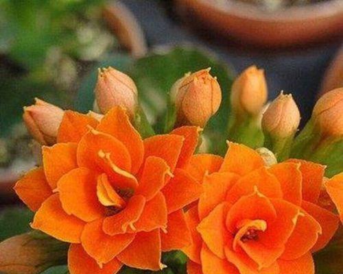 橙色长寿花代表什么？长寿花的橙色品种有何特别含义？