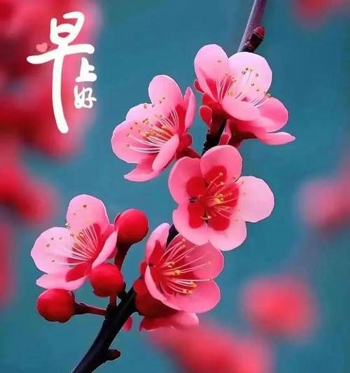 梅花的花语是什么？梅花象征着什么祝福？