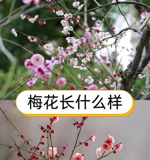 梅花的花语是什么？梅花象征着什么祝福？
