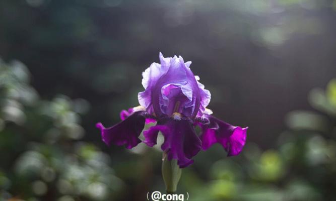 紫色鸢花的寓意是什么？鸢花有哪些象征意义？