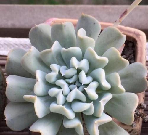 父母节送南瓜花有什么寓意？