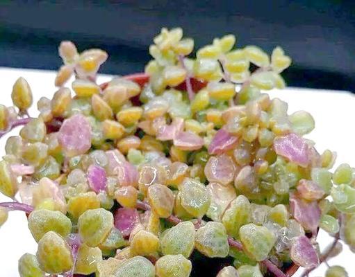父母节送南瓜花有什么寓意？