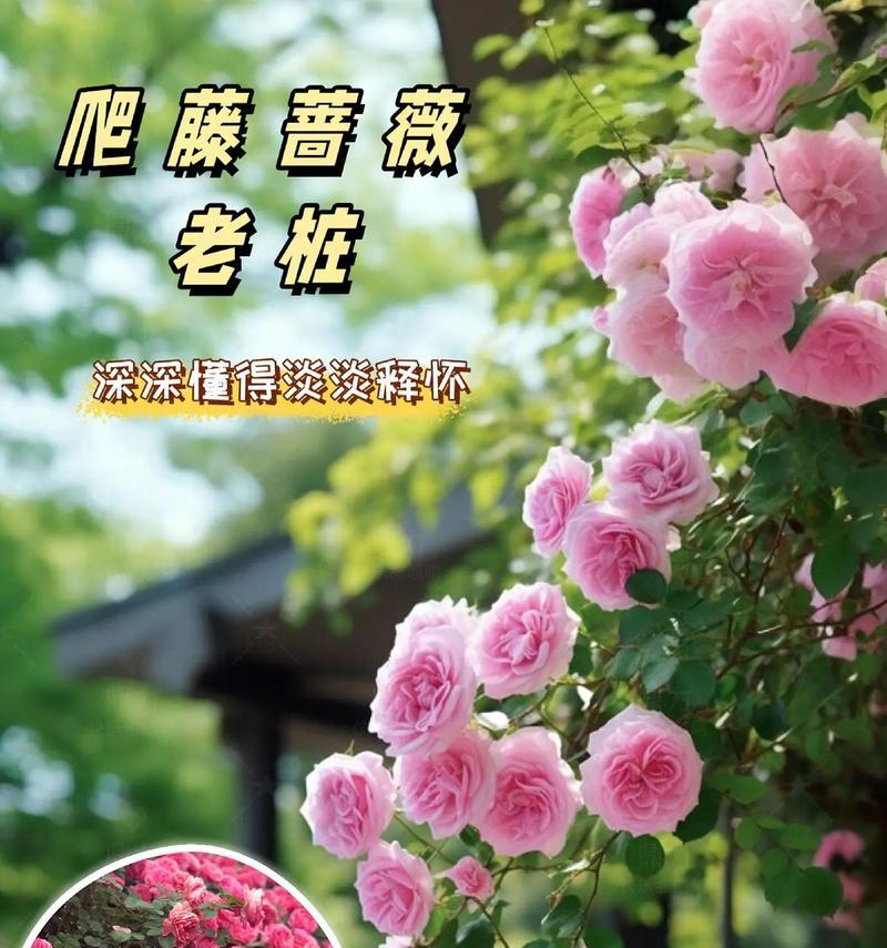蔷薇花的文化意义是什么？它象征着什么？