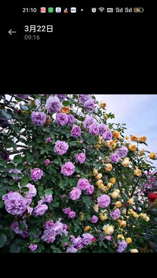 蔷薇花的文化意义是什么？它象征着什么？