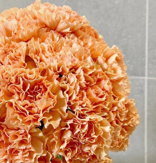 什么花象征成功？成功的花的寓意是什么？