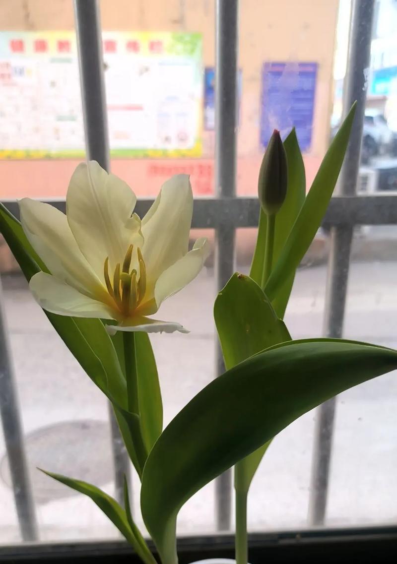 什么花象征成功？成功的花的寓意是什么？