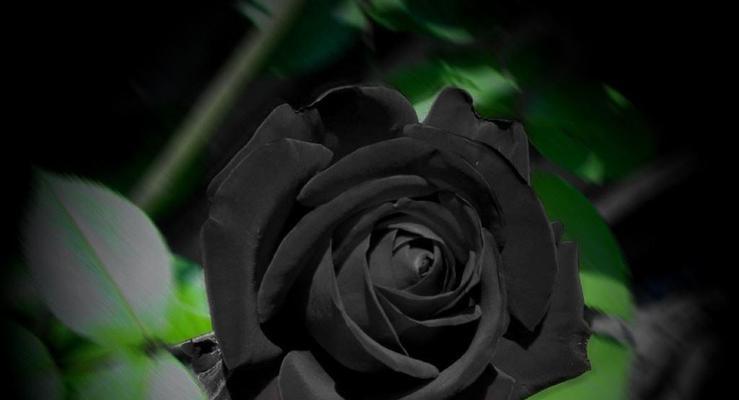 送黑色的花的意义是什么？黑色花有哪些特别的含义？