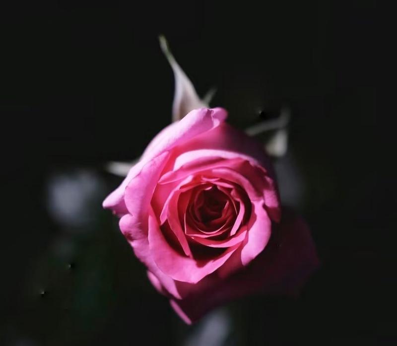 送黑色的花的意义是什么？黑色花有哪些特别的含义？