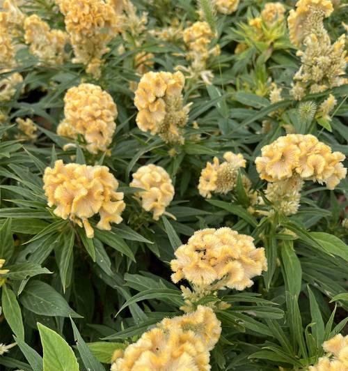 黄色的花有哪些寓意？