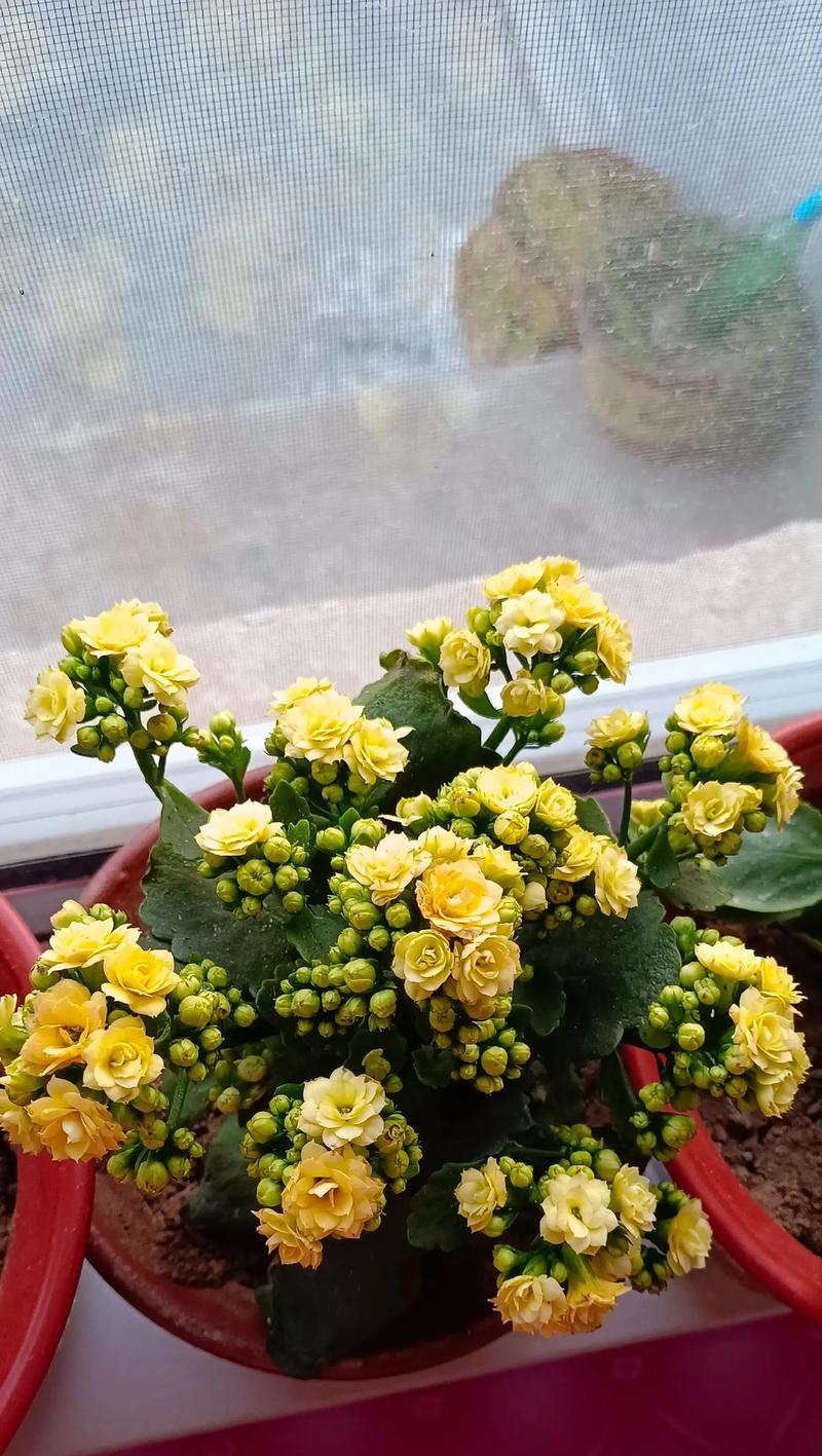 黄色的花有哪些寓意？