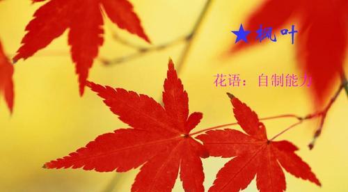 如何制作节日花语的PPT？