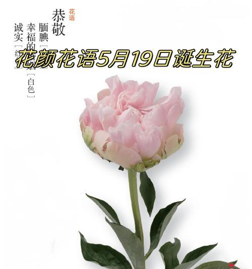 什么样的花象征和谐？和谐花语有哪些？