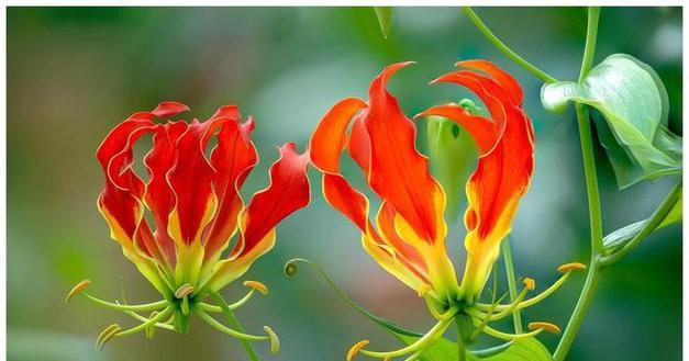 什么样的花象征和谐？和谐花语有哪些？
