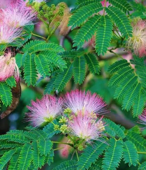 什么样的花象征和谐？和谐花语有哪些？