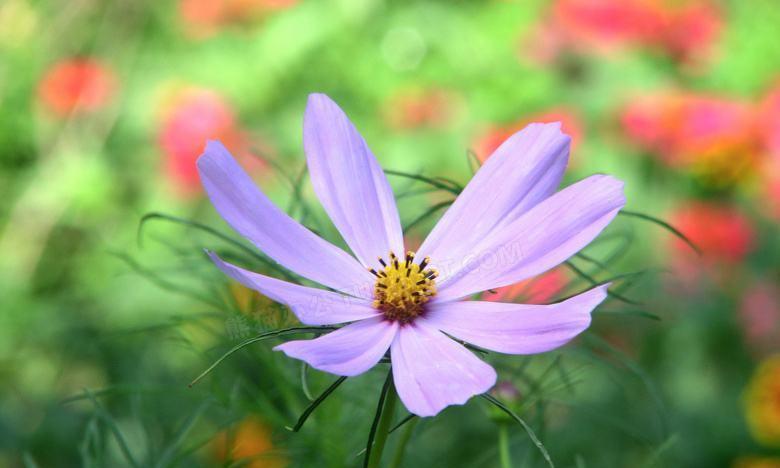 格桑花象征着什么吉祥意义？