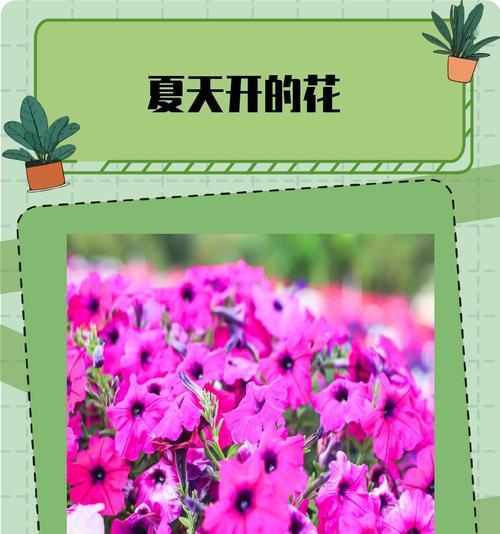 粉色的太阳花寓意是什么？太阳花的寓意有哪些？