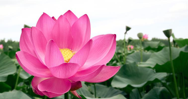 吉祥寓意的花有哪些？哪些花寓意吉祥？