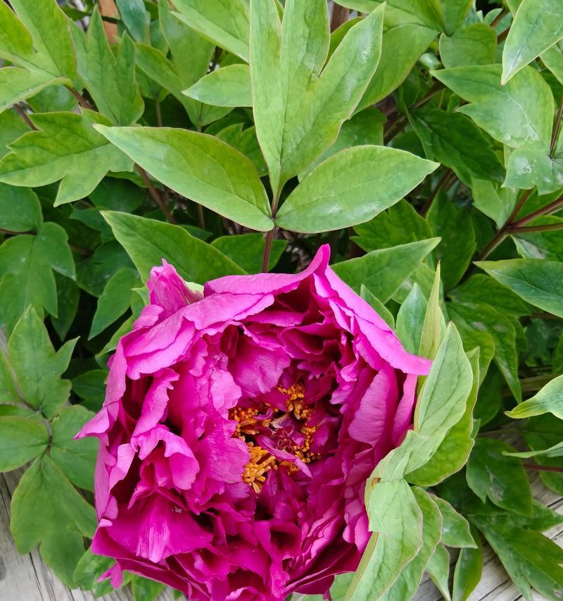 吉祥寓意的花有哪些？哪些花寓意吉祥？