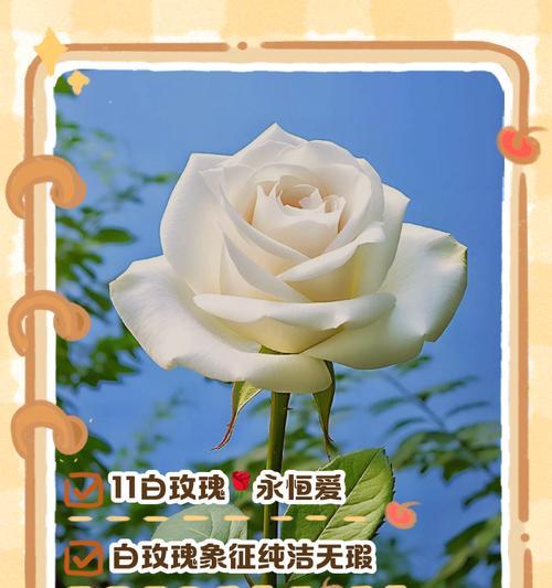 白色玫瑰花代表什么意义？送手捧玫瑰花的寓意是什么？