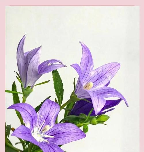 秋季爱情寓意的花有哪些？如何选择表达爱意的花卉？