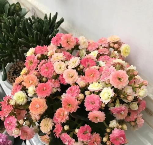 七色彩虹花代表什么意义？