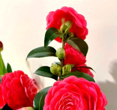 哪些花寓意子孙兴旺？子孙兴旺的花有哪些？