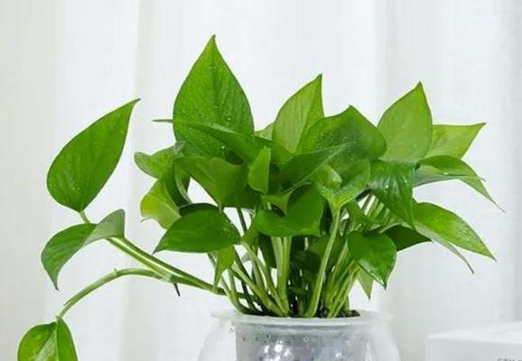 哪些花寓意子孙兴旺？子孙兴旺的花有哪些？