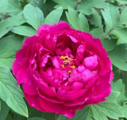 哪些花寓意子孙兴旺？子孙兴旺的花有哪些？