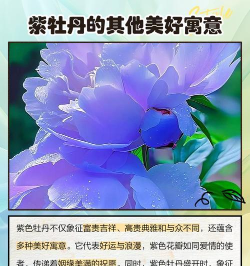 富贵花送给富贵人有何寓意？它的象征意义是什么？