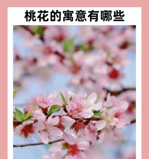 诗句中象征爱情的花有哪些？